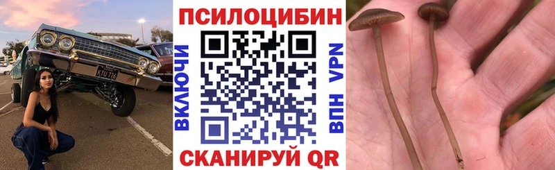Псилоцибиновые грибы Psilocybine cubensis  blacksprut   Полярные Зори  что такое наркотик 